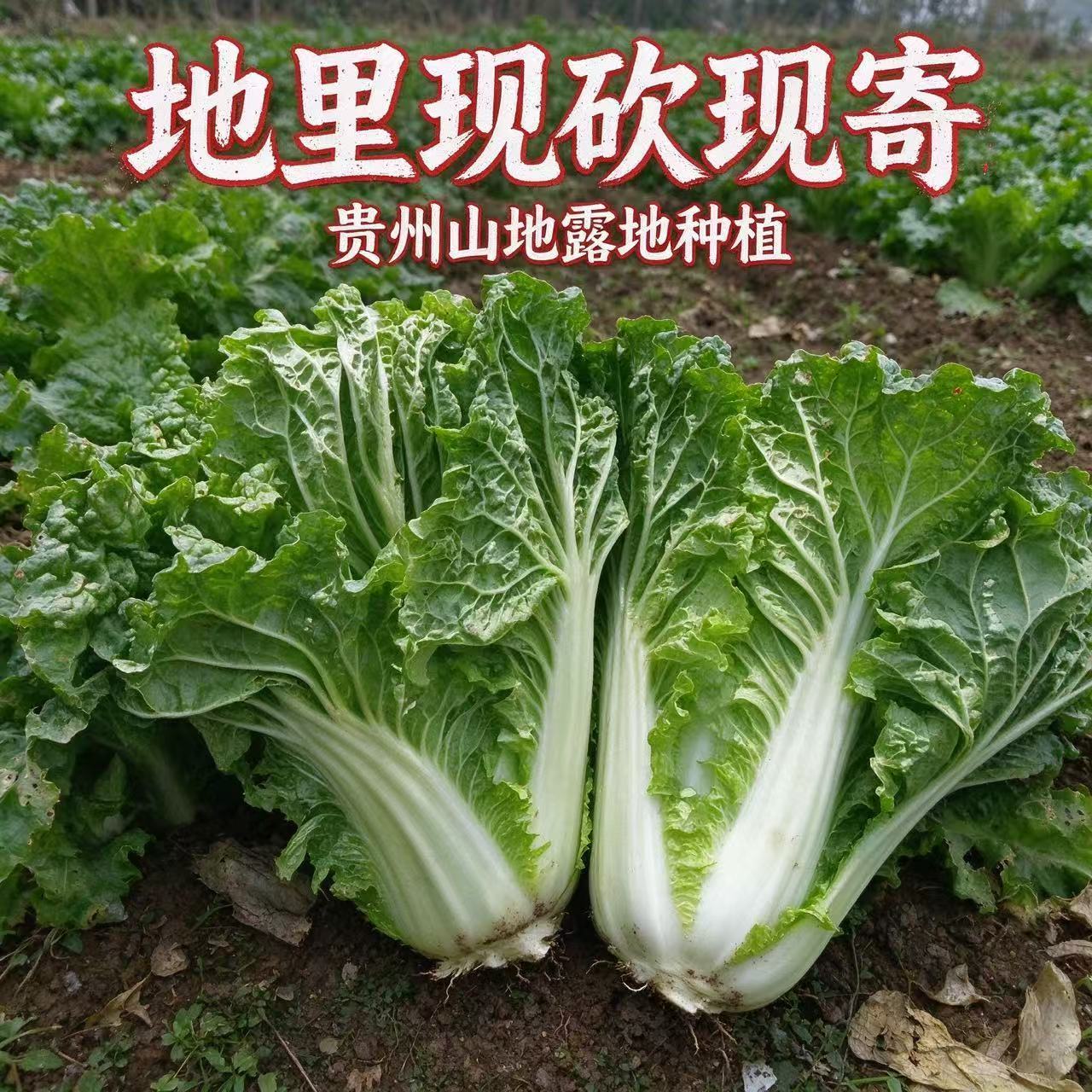 贵州大山麻叶白菜老品种皱叶散叶新鲜农家蔬菜现砍现发包邮