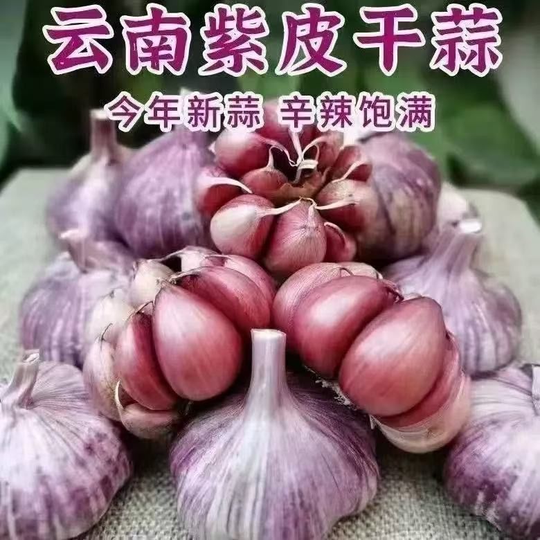【新晒干蒜】云南大理新干大蒜紫皮大蒜新蒜香辣十足特大蒜瓣批发