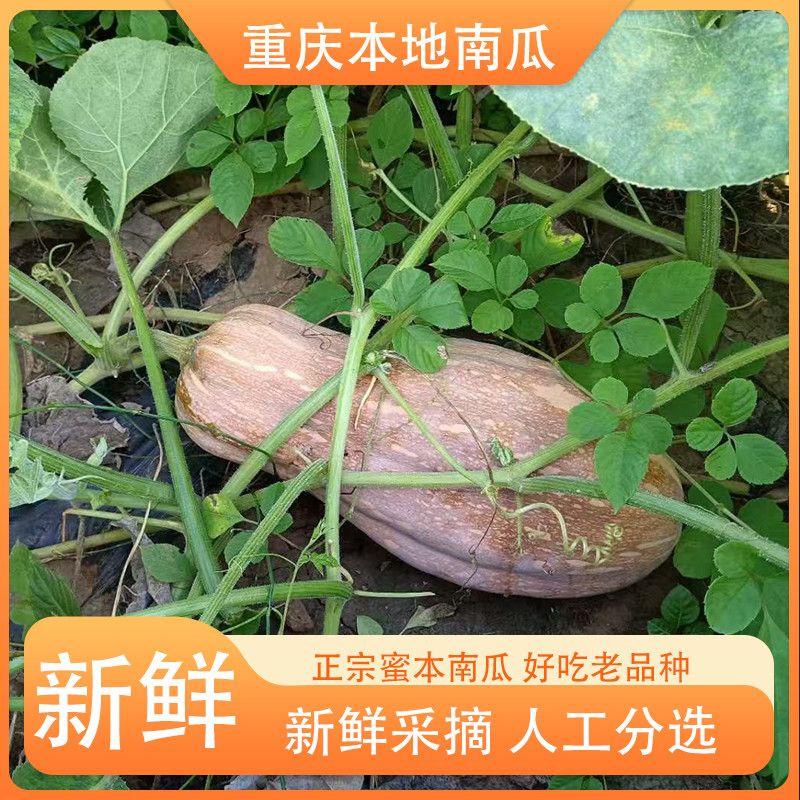 蜜本南瓜正品正宗重庆老南瓜现摘农家新鲜蔬菜宝宝辅食软糯香甜3