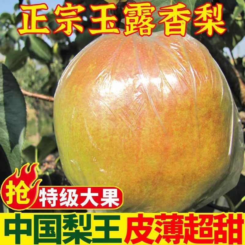 【爆甜】正宗山西玉露香梨酥梨大果当季水果脆甜薄皮无渣梨子
