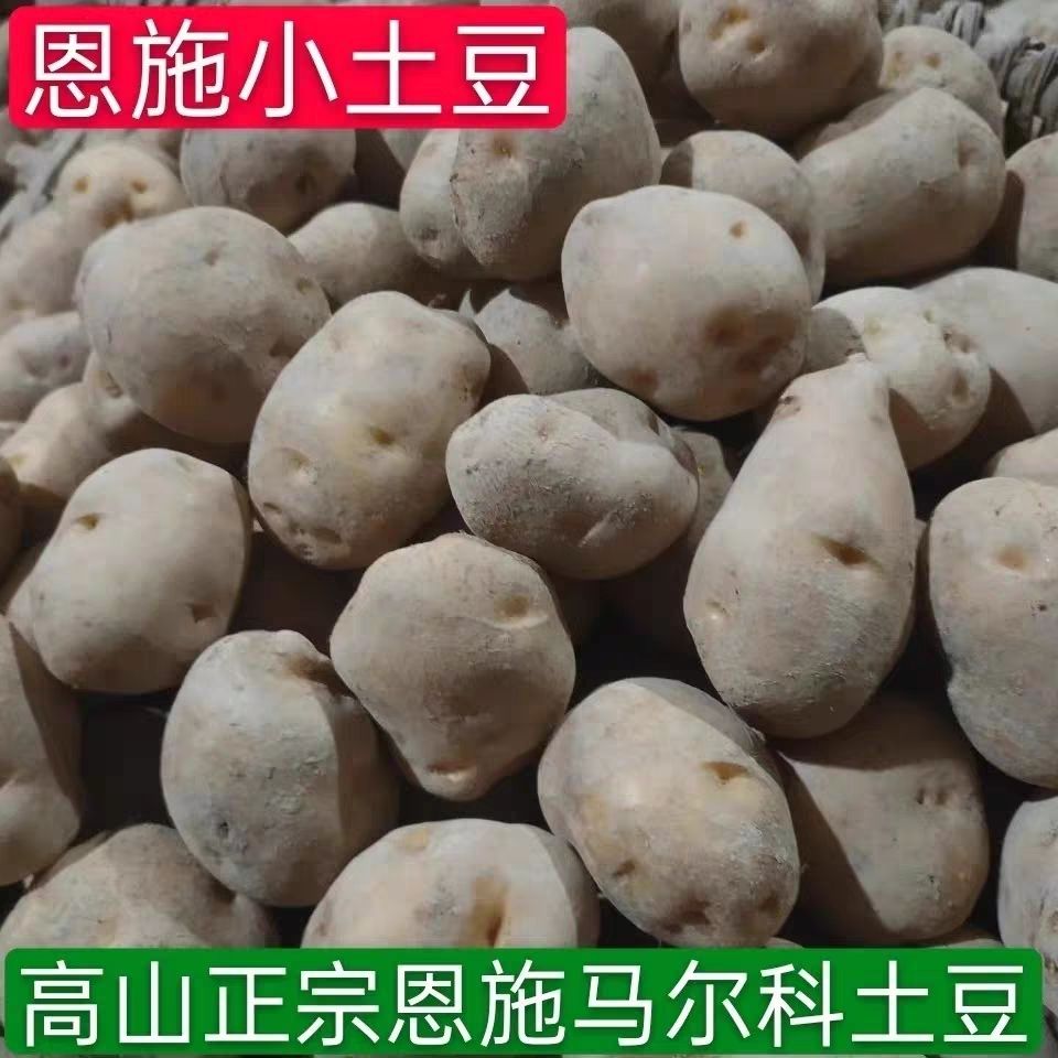 恩施马尔科土豆高山正宗新鲜老品种今年富硒洋芋高山农家马铃薯