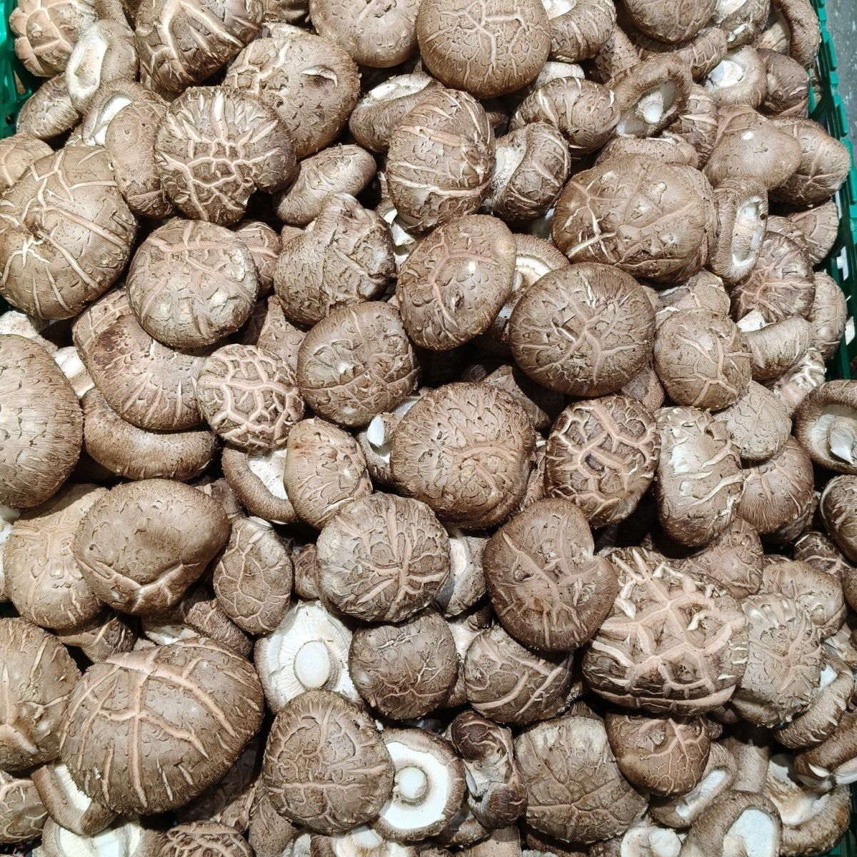 新鲜香菇花菇现摘现采(非干香菇)农家蔬菜食用菌蘑菇煲汤炒菜火锅