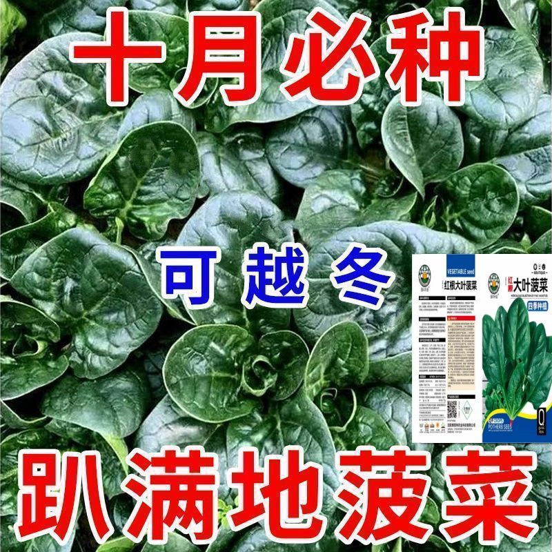 黑圆叶趴地菠菜种子菠菜种籽生长速度快耐寒高产越冬蔬菜种子大全