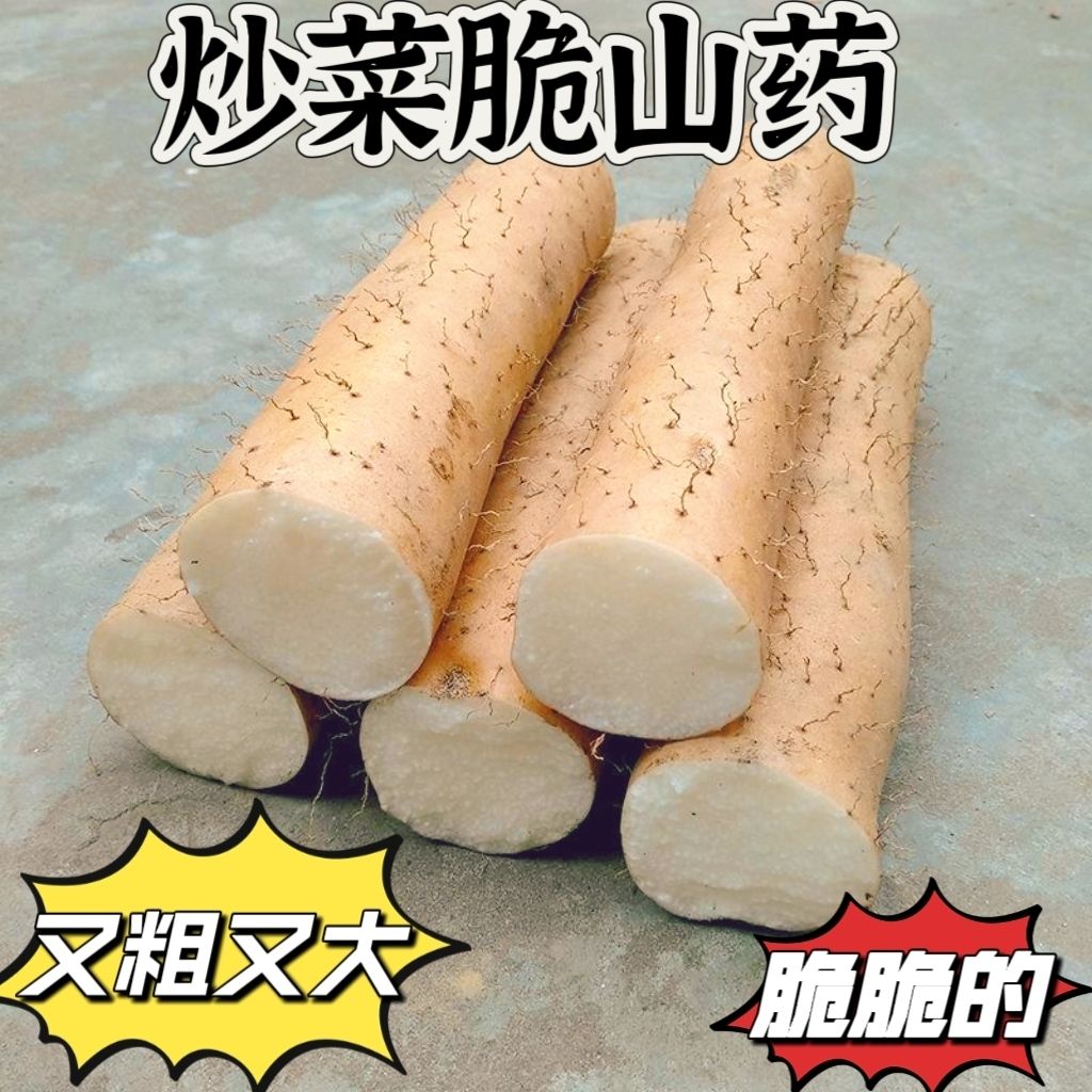 2026山药新鲜粗大襄阳脆山药新鲜当季炒菜专用菜山药淮山药产地
