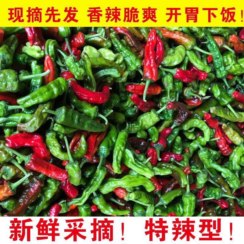 安徽特产青紫红混装花小皱皮特辣薄皮辣椒新鲜花红小皱皮现摘