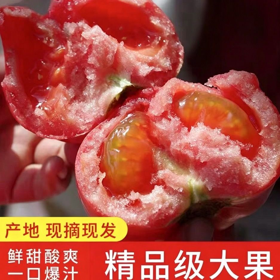 【果有道】正宗普罗旺斯西红柿自然熟沙瓤大番茄现摘直发粉柿子