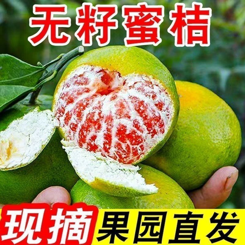 【七分甜三分酸】新鲜蜜桔薄皮无籽桔子青皮蜜橘现摘孕妇应季水果