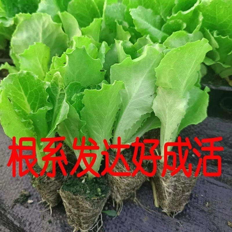 意大利生菜四季蔬菜秧苗一年四季种植耐寒耐热庭院大田