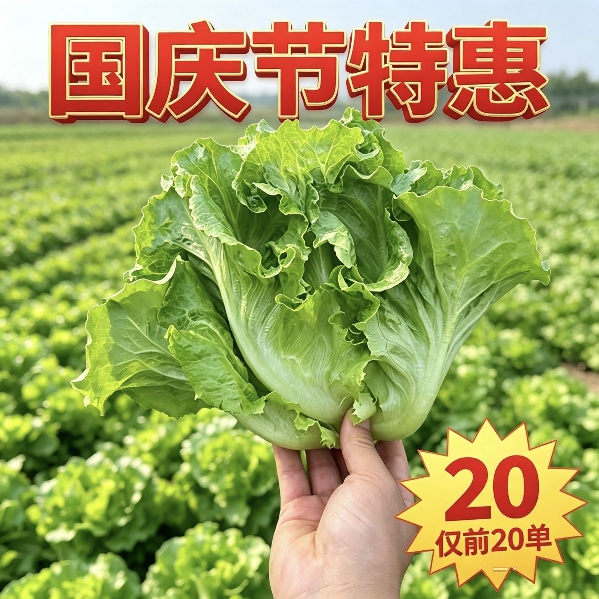 新鲜意大利生菜农家自种新鲜时令蔬菜生吃生菜新鲜蔬菜烤肉火锅