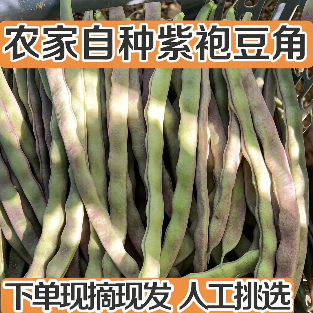 辽宁东北自家种紫豆角新鲜芸豆现摘现发