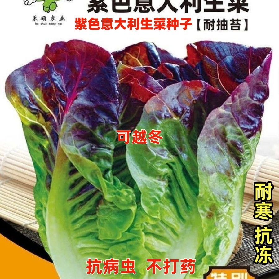 正宗紫色意大利生菜种子四季紫罗马生菜籽沙拉菜耐寒家庭蔬菜种子