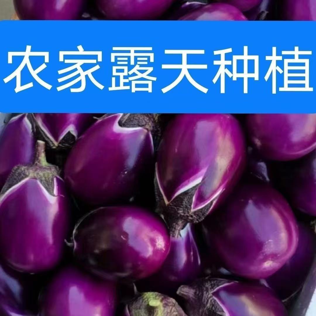 9斤云南农家当季现摘新鲜短筒紫皮茄子露天种植产地直发