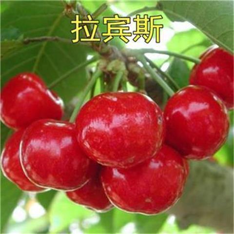 拉宾斯大樱桃树苗大樱桃苗果树苗南北方盆栽地栽种植樱桃苗