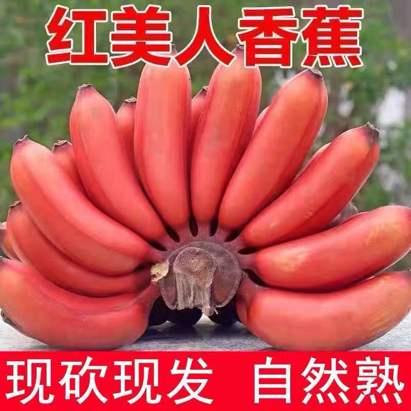 正宗福建土楼红香蕉罕见水果红美人野生芭蕉香蕉红皮香蕉新鲜水果