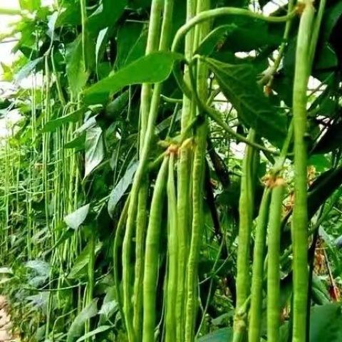 云南新鲜豇豆 红河产地直发 露天种植长豆角 现摘现发 脆嫩无筋