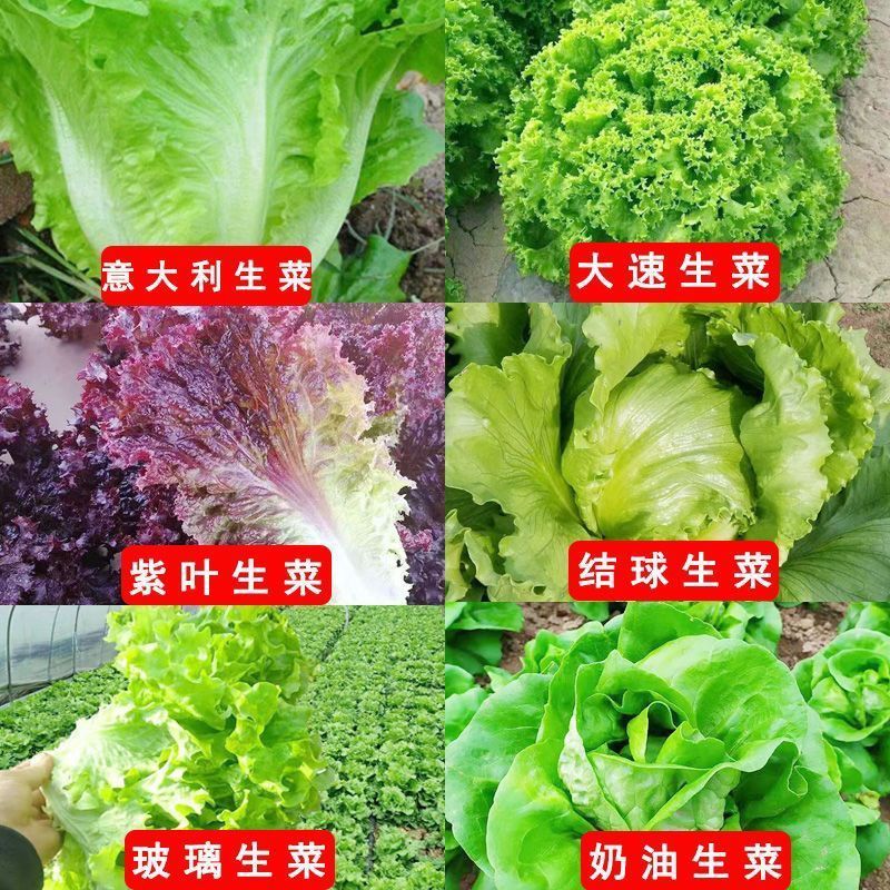 奶油生菜种子结球生菜生吃沙拉蔬菜四季播种耐寒耐热玻璃生菜种籽