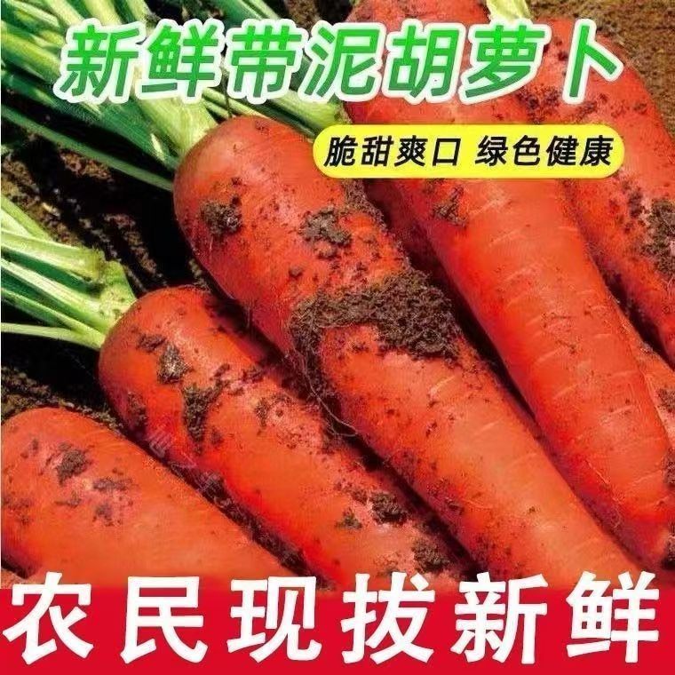 【产地直发】现挖胡萝卜新鲜蔬菜水果现挖现发农家自种带泥胡萝卜