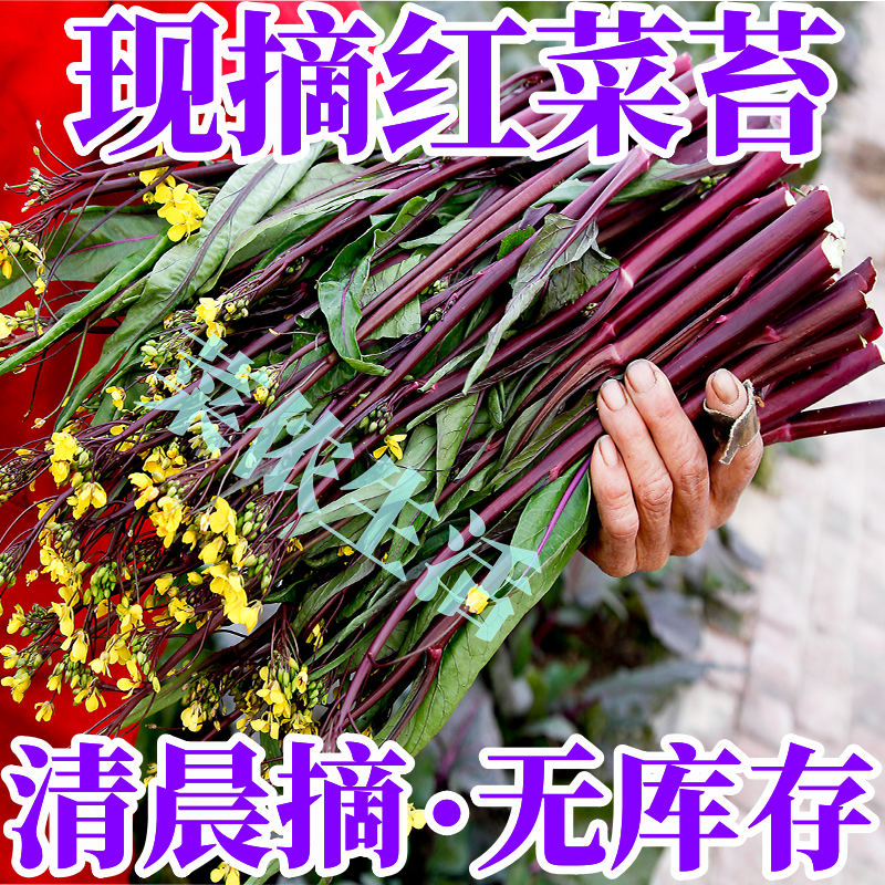 湖北红菜苔新鲜洪山菜苔时令蔬菜紫菜苔菜心打霜时令蔬菜农家自种【30天内发货】