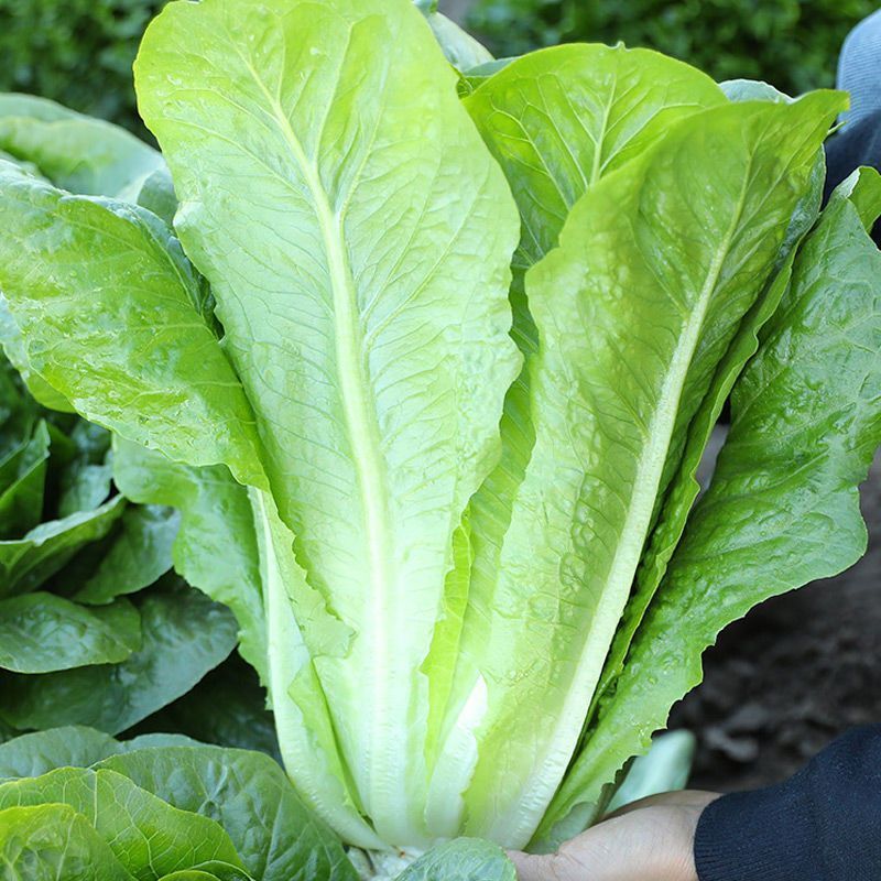 孔雀菜种子一年四季种可生吃高营养直立生菜种子盆栽地栽沙拉生菜