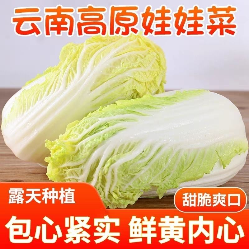 云南高原新鲜娃娃菜青菜嫩脆蔬菜大白菜火锅黄心菜净重4/8斤蔬菜