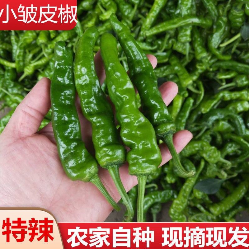 辣椒新鲜特辣薄皮小皱皮辣椒青辣椒超辣应季新鲜蔬菜农家种植现摘