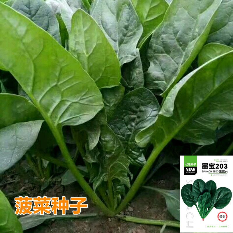 大叶菠菜种子四季易种春秋红根波菠菜籽抗病耐热耐寒越冬蔬菜种子