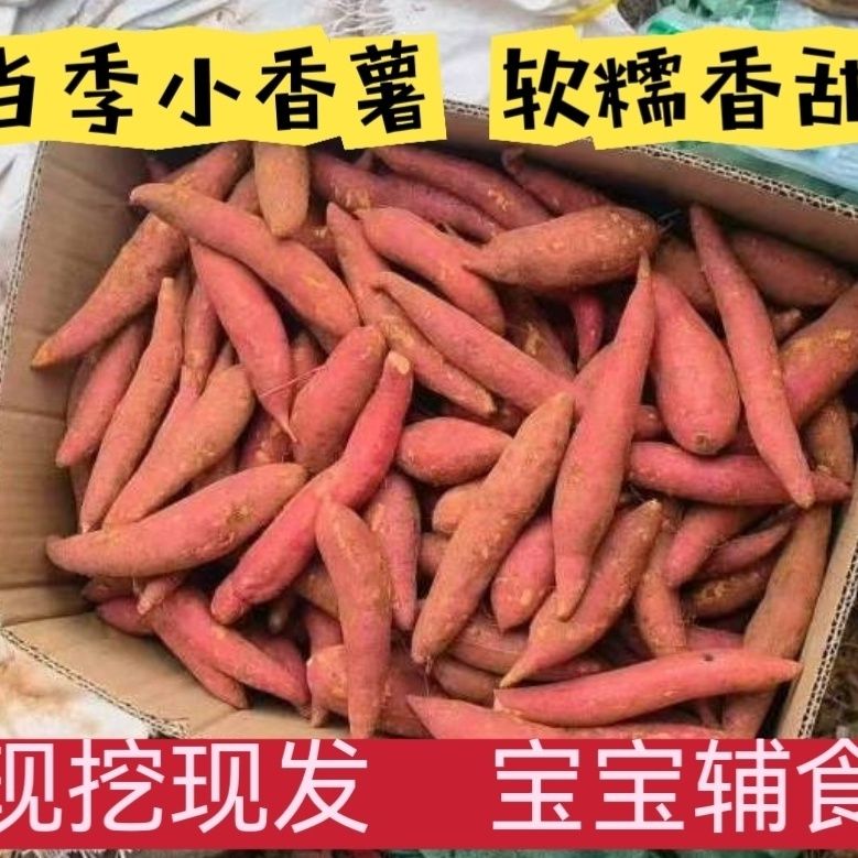 现挖小香薯沙土地小红薯手指小薯宝宝辅食新鲜软糯香甜当季红薯