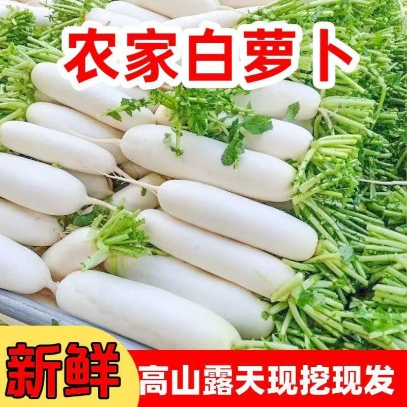 【批发四川白萝卜】新鲜现挖 农家自种当季白萝卜 炒菜煲汤蔬菜
