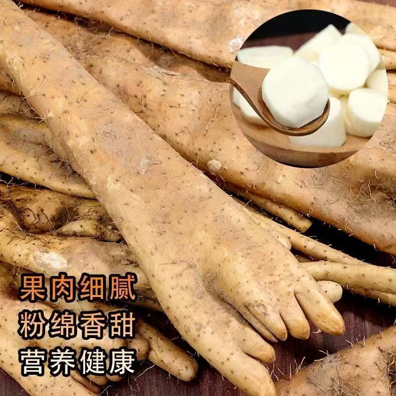 新鲜佛手山药野生铁棍小白嘴山药正宗麻山药养生垆土当季蔬菜