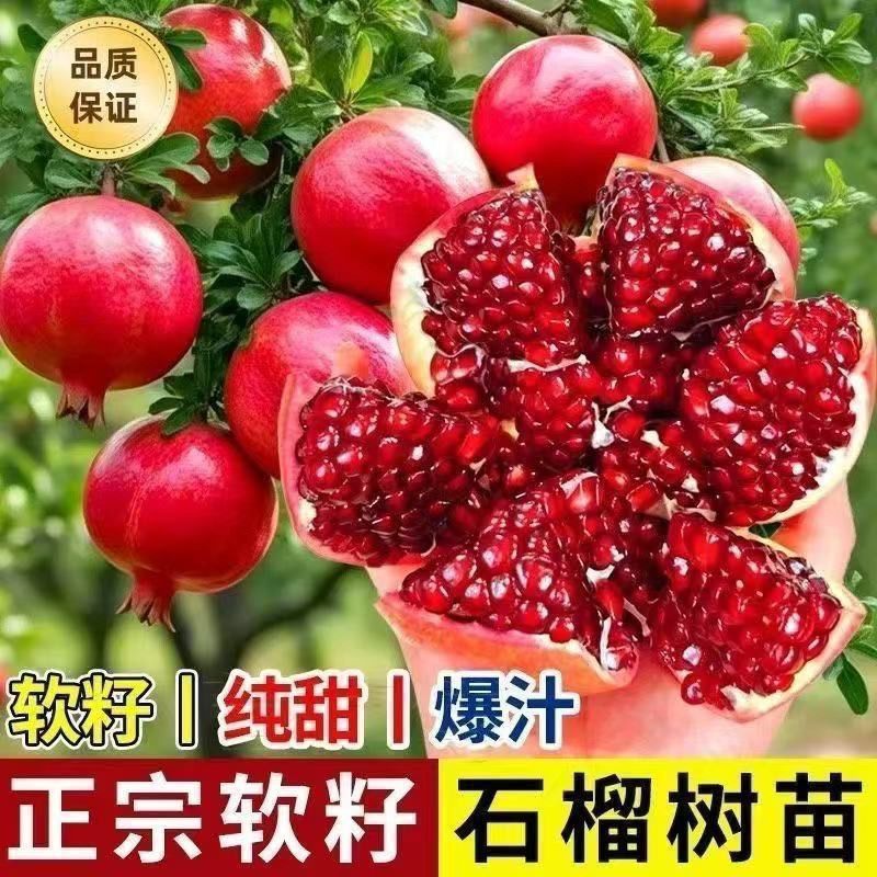 正宗大果突尼斯软籽黑籽无籽石榴树苗南北方盆栽地栽庭院种植耐寒