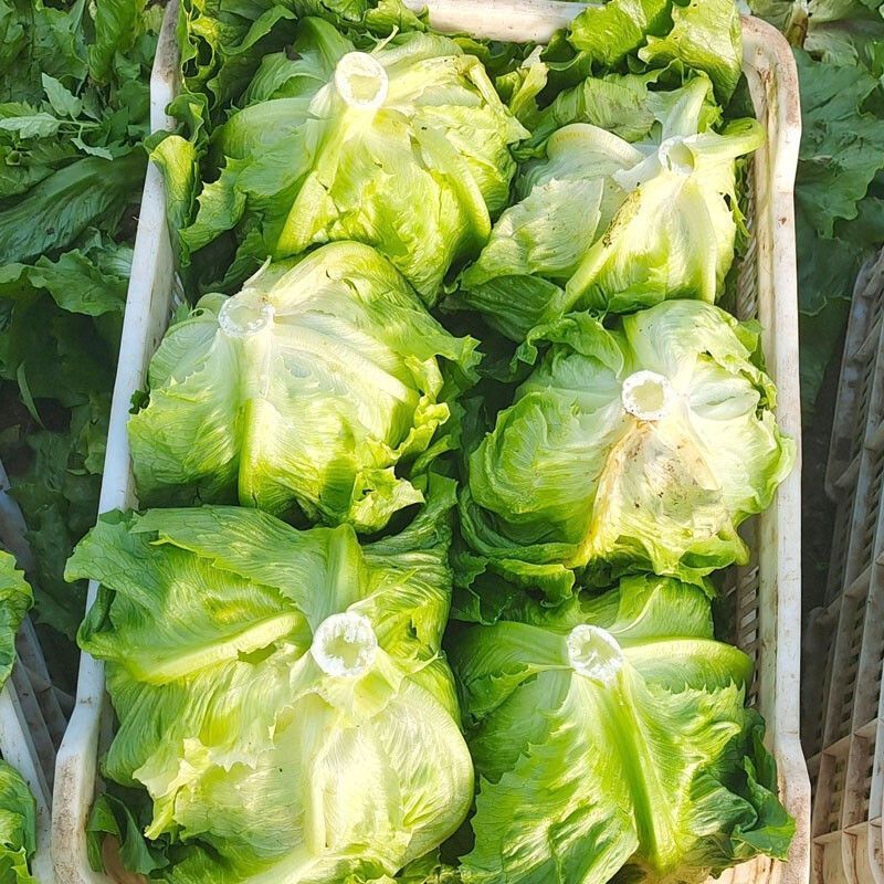球生菜新鲜西生菜球形圆生菜沙拉菜2斤汉堡轻食西餐生菜球一整箱