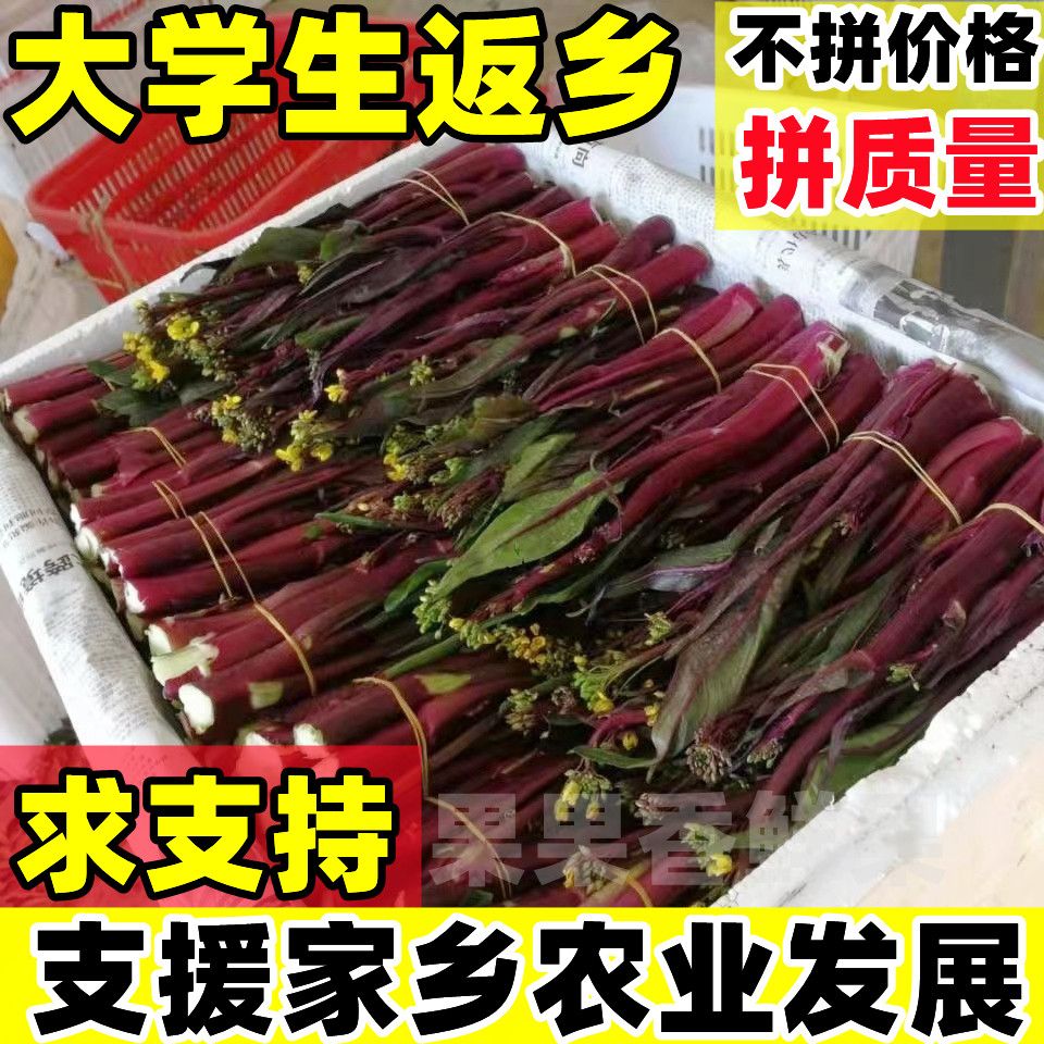 湖北洪山新鲜红菜苔洪山菜苔紫菜苔农家特产红菜心青菜蔬菜红油菜【30天内发货】