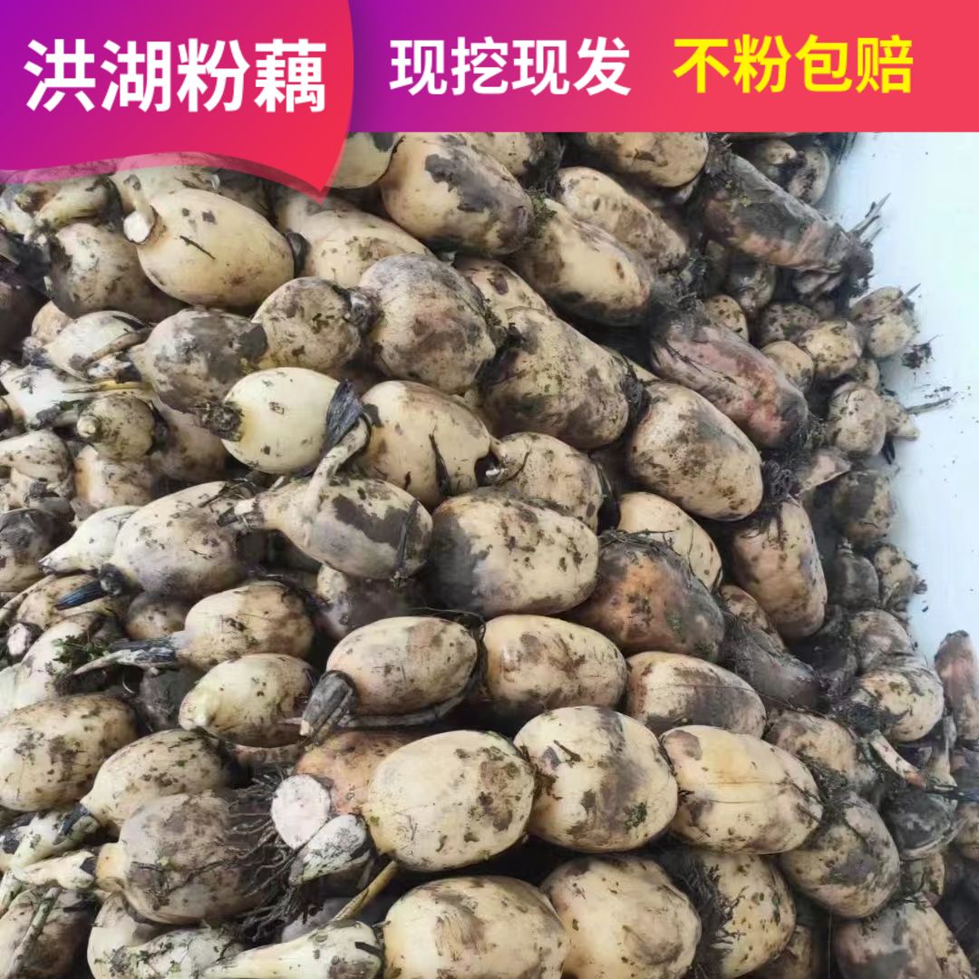 【现挖现发】湖北洪湖粉藕九孔藕煲汤专用煨汤藕新鲜蔬菜粉糯正宗