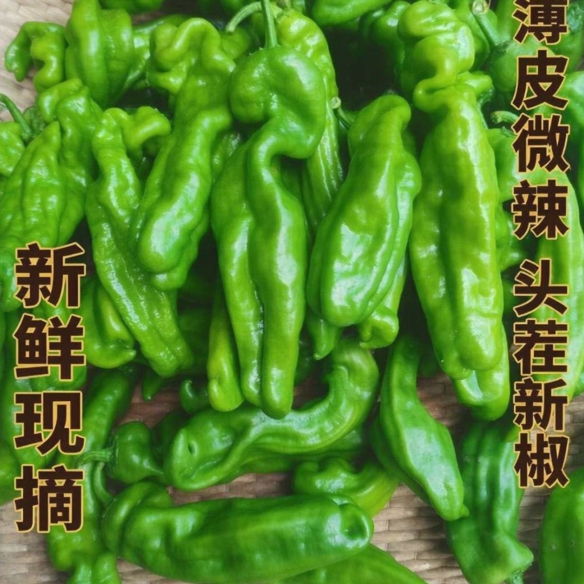 【现摘现发】薄皮微辣青椒 农家自种5斤 大棚新鲜蔬菜批发
