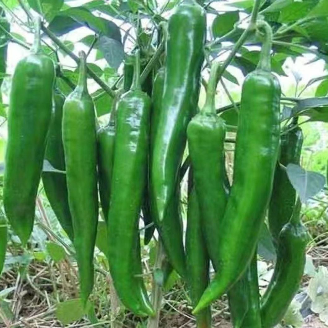 牛角椒新鲜辣椒软香辣虎皮青椒菜椒中辣现摘现发新鲜发货坏果包赔