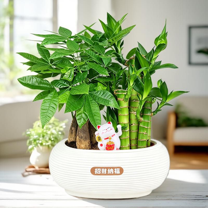 发财树旺运组合室内盆栽富贵竹绿植客厅办公桌面好养花卉绿植吸甲
