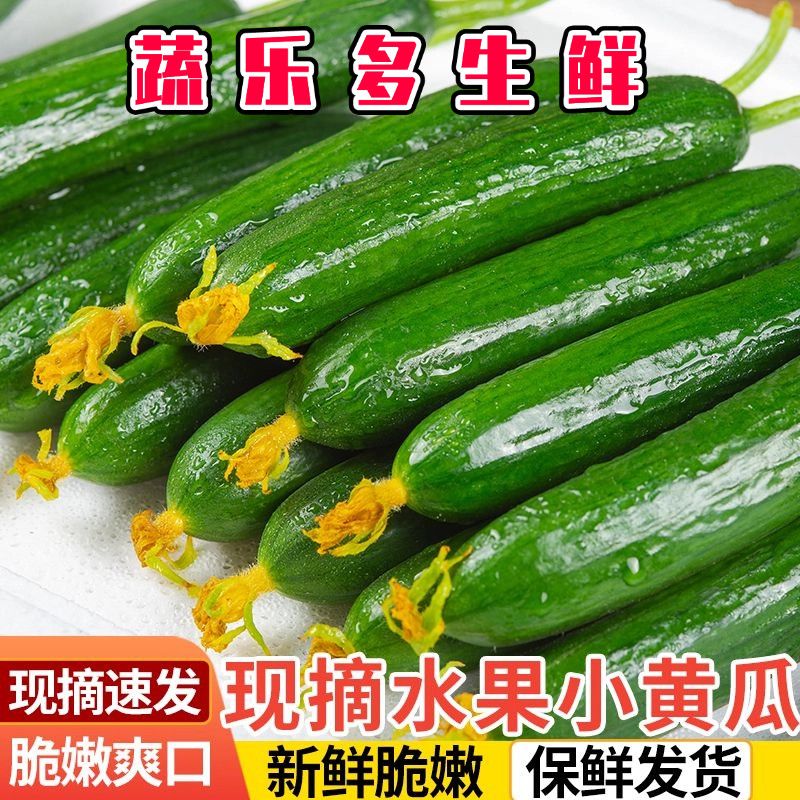 水果小黄瓜新鲜无刺小黄瓜脆甜小青瓜生吃当季时令蔬菜一整箱包邮