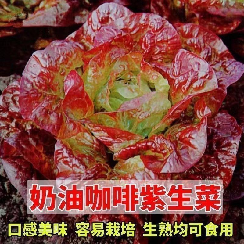 奶油咖啡生菜衶新鲜蔬菜紫色生菜罗马生菜生吃脆甜蔬菜沙拉菜孑