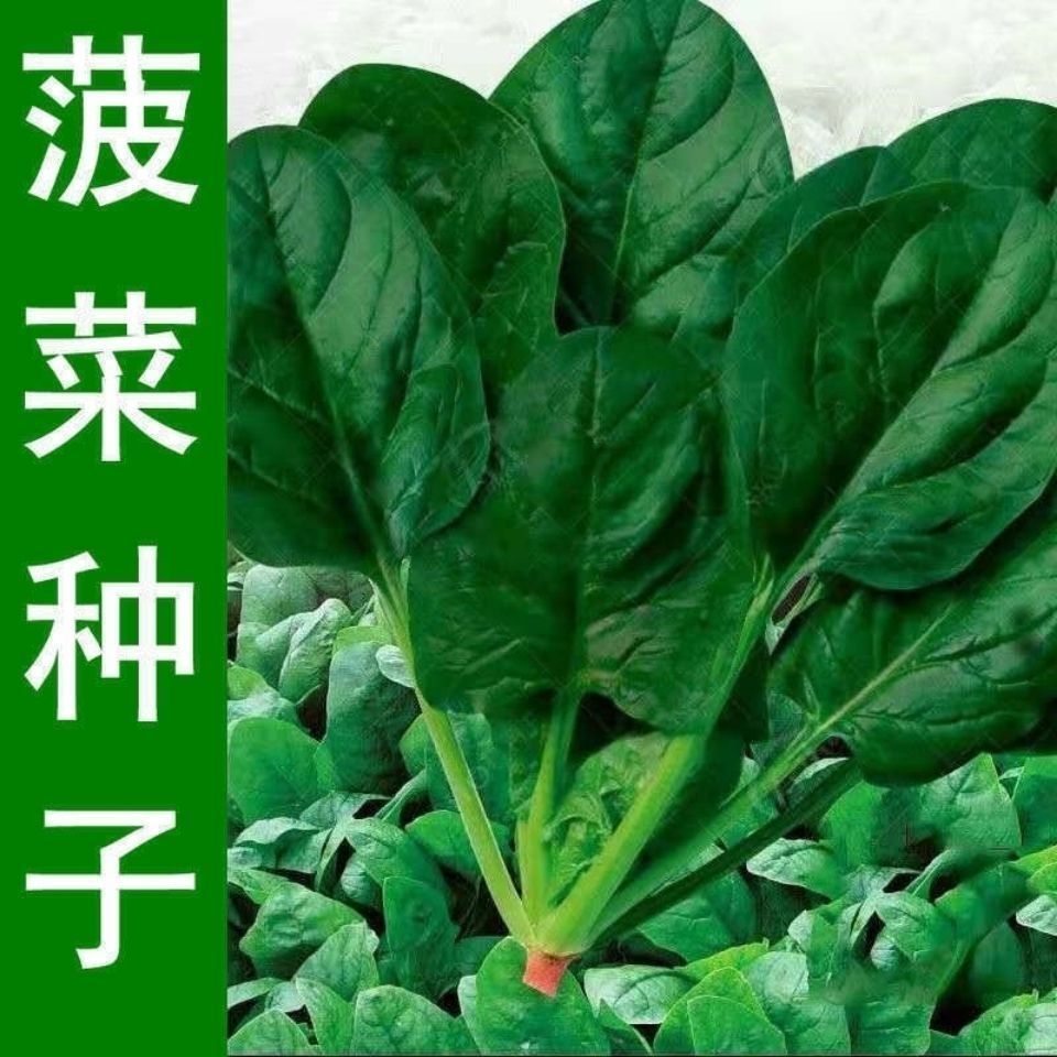 大叶菠菜种子四季易种原生态菠菜抗病耐热耐寒越冬蔬菜种子大全