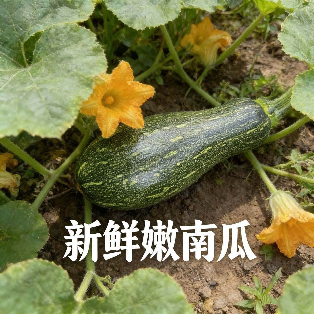 现摘现发嫩南瓜新鲜蔬菜青南瓜黑皮倭瓜长形窝瓜小南瓜炒菜南甜糯