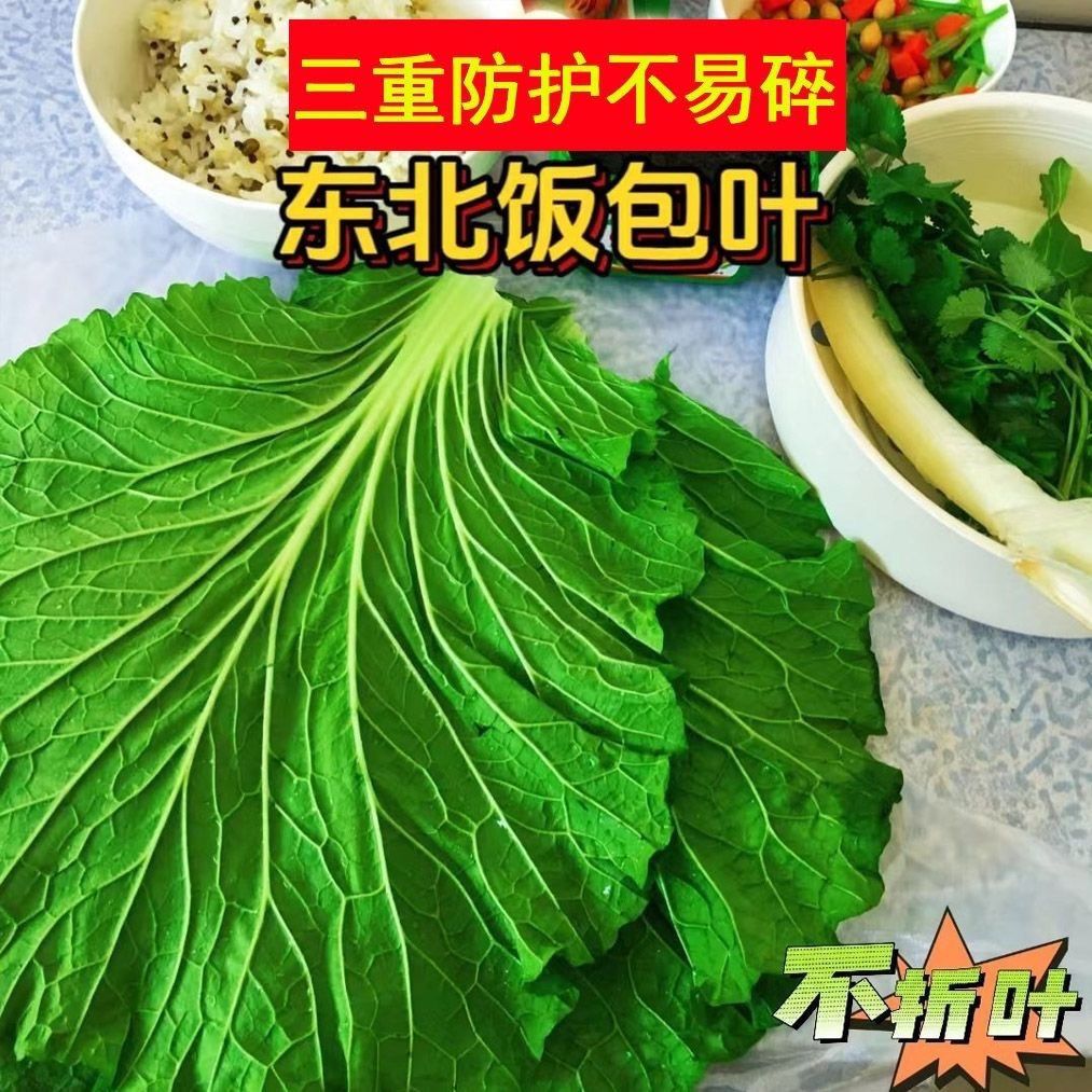 正宗东北新鲜大白菜叶饭包叶产地直发保鲜专用泡沫箱,家用商用