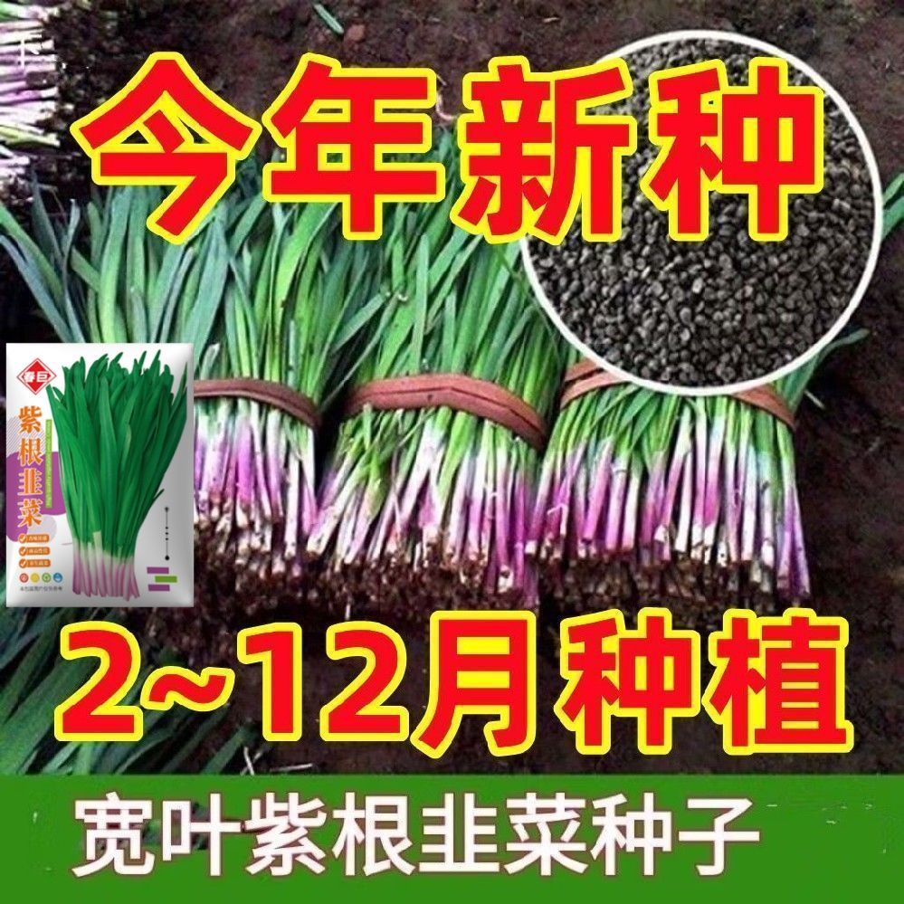 紫根红韭菜种子韭菜籽韭菜种籽红根宽叶大叶耐热耐寒高产