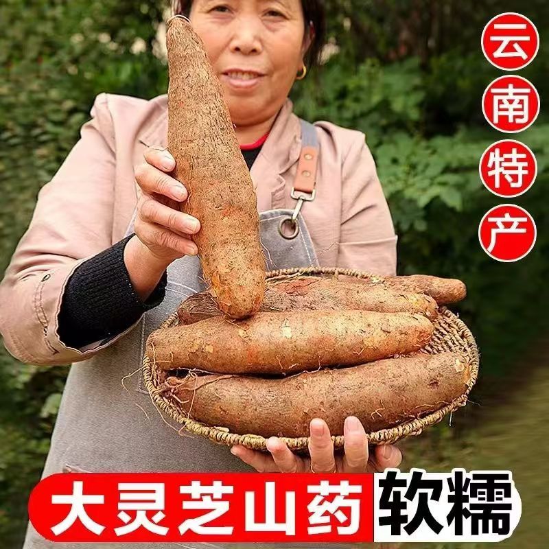 【5斤】云南灵芝山葯新鲜白肉正宗现挖批发蔬菜净重4.5斤