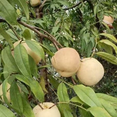 正宗安徽冬桃丑桃映霜红冬桃白桃白肉雪桃现摘整箱直发