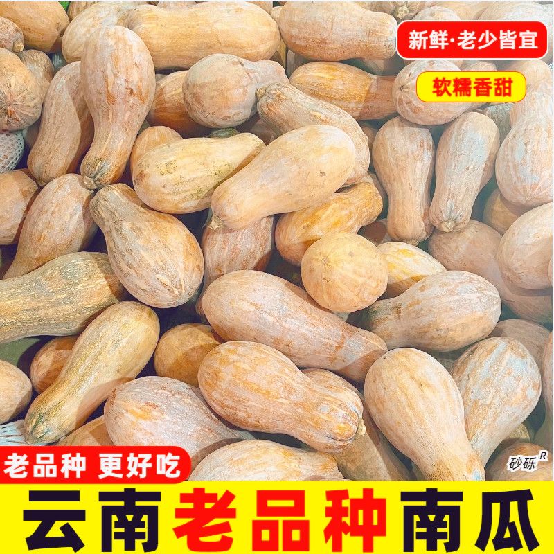 【今年新瓜】云南山地新鲜老南瓜蔬菜农家自种农产品软糯批发价