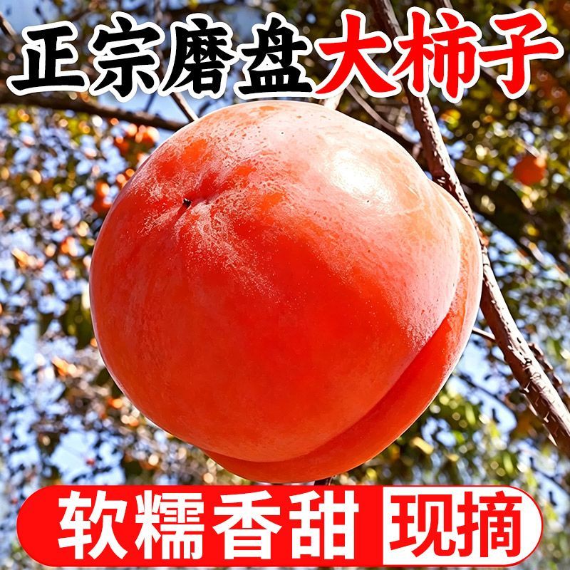 26河北正宗磨盘新鲜软柿子柿子整箱软甜水果应季房盆柿现摘现发