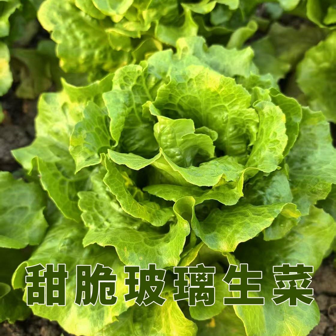 四季玻璃生菜种子种籽子阳台种菜四季盆栽莱种春季沙拉蔬菜子菜籽