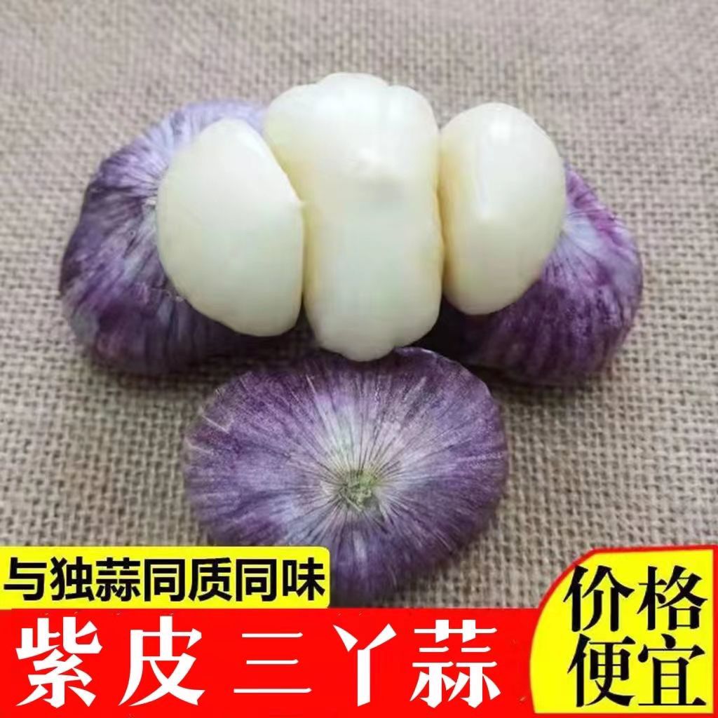 【新蒜】紫皮三丫蒜三瓣蒜大蒜鲜蒜红皮蒜新蒜蔬菜批发价
