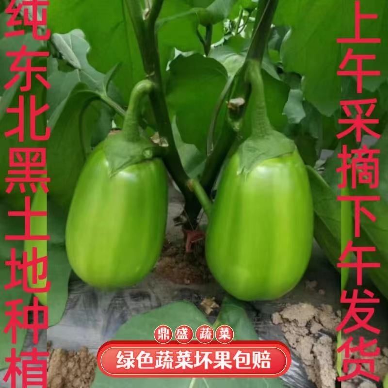 东北绿茄子新鲜青茄子 农家现摘现发 皮薄肉厚可生吃 现摘现发