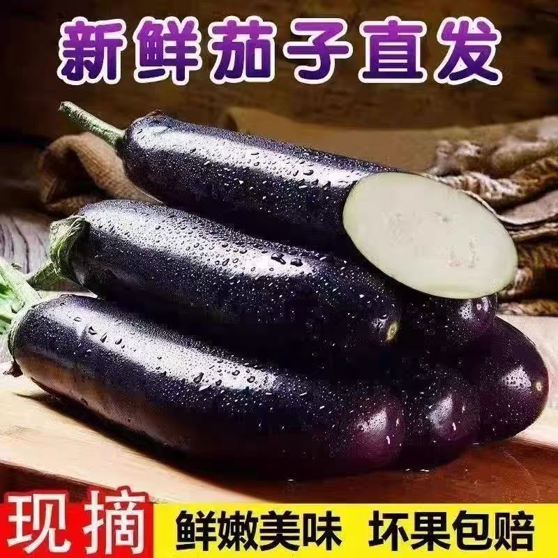 山东寿光茄子新鲜现摘现发产地直发新鲜当季紫皮新鲜长条茄子薄皮